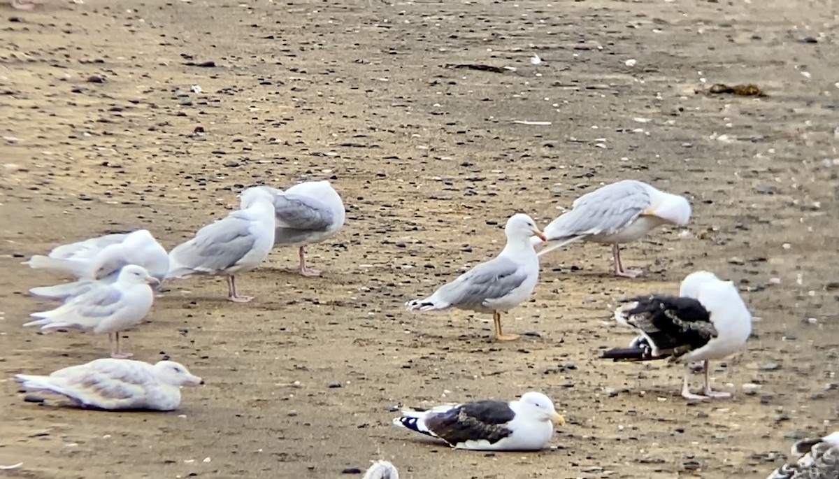 European Herring Gull - ML591792881