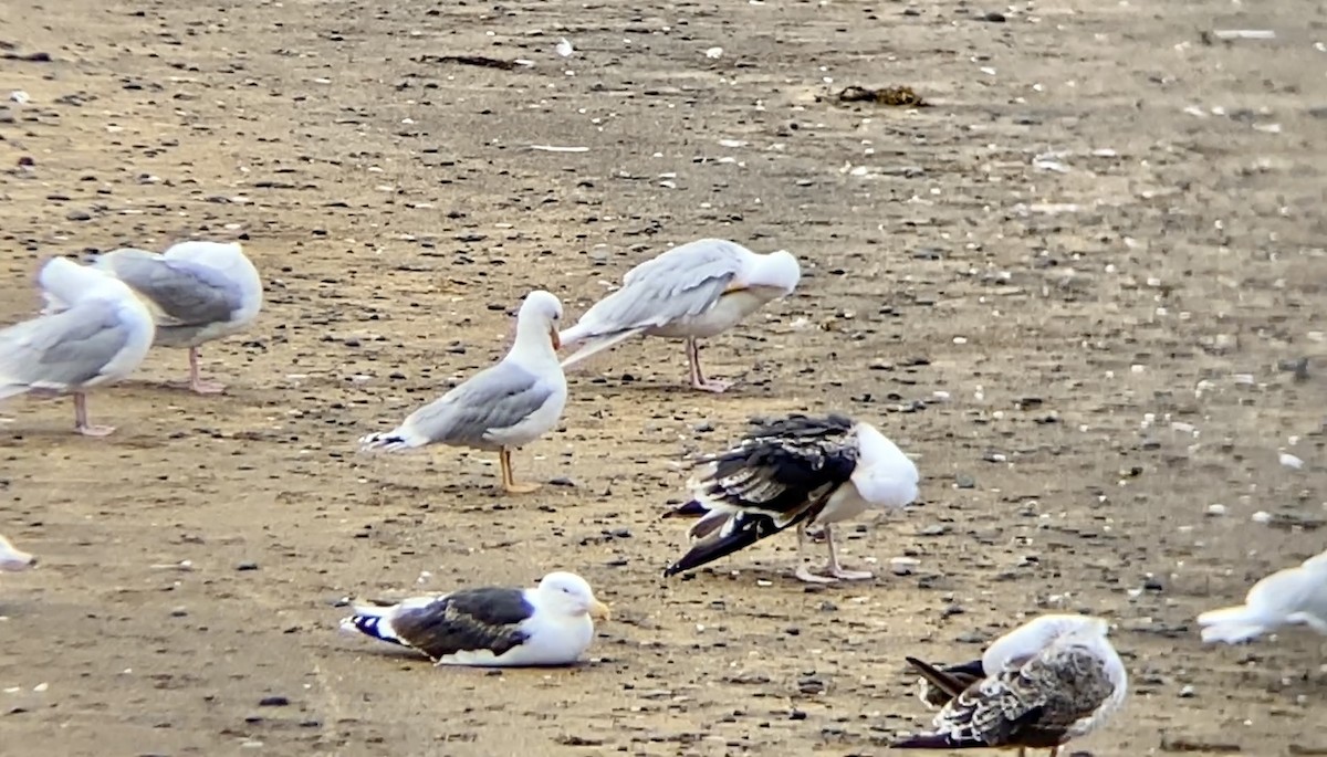European Herring Gull - ML591792891