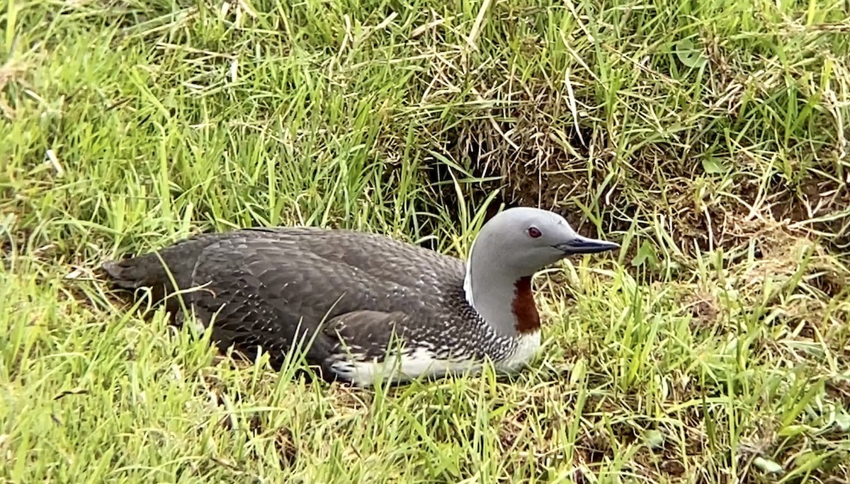Red-throated Loon - ML591793001