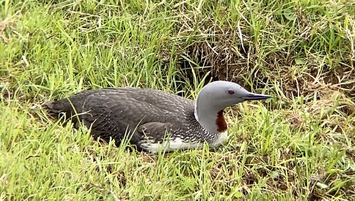 Red-throated Loon - ML591793011