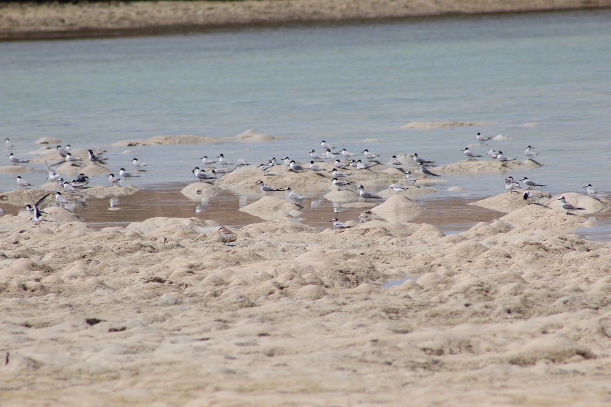 Common Tern - ML59179471