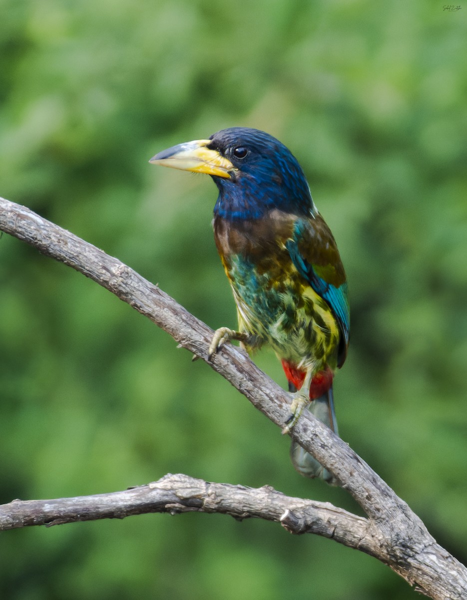 Great Barbet - ML591794781