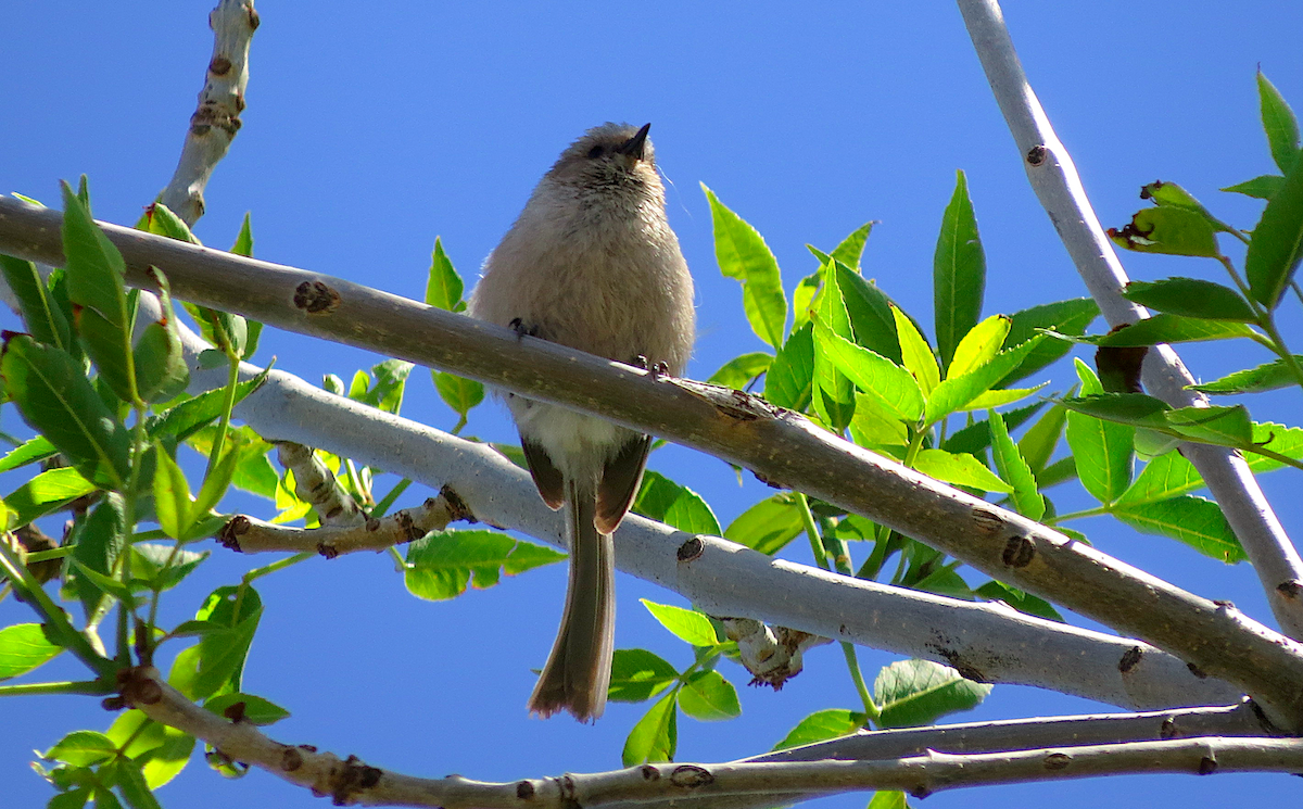 Bushtit - ML59179671