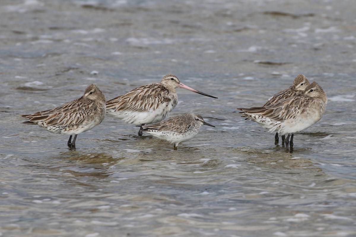 Red Knot - Alan Henry