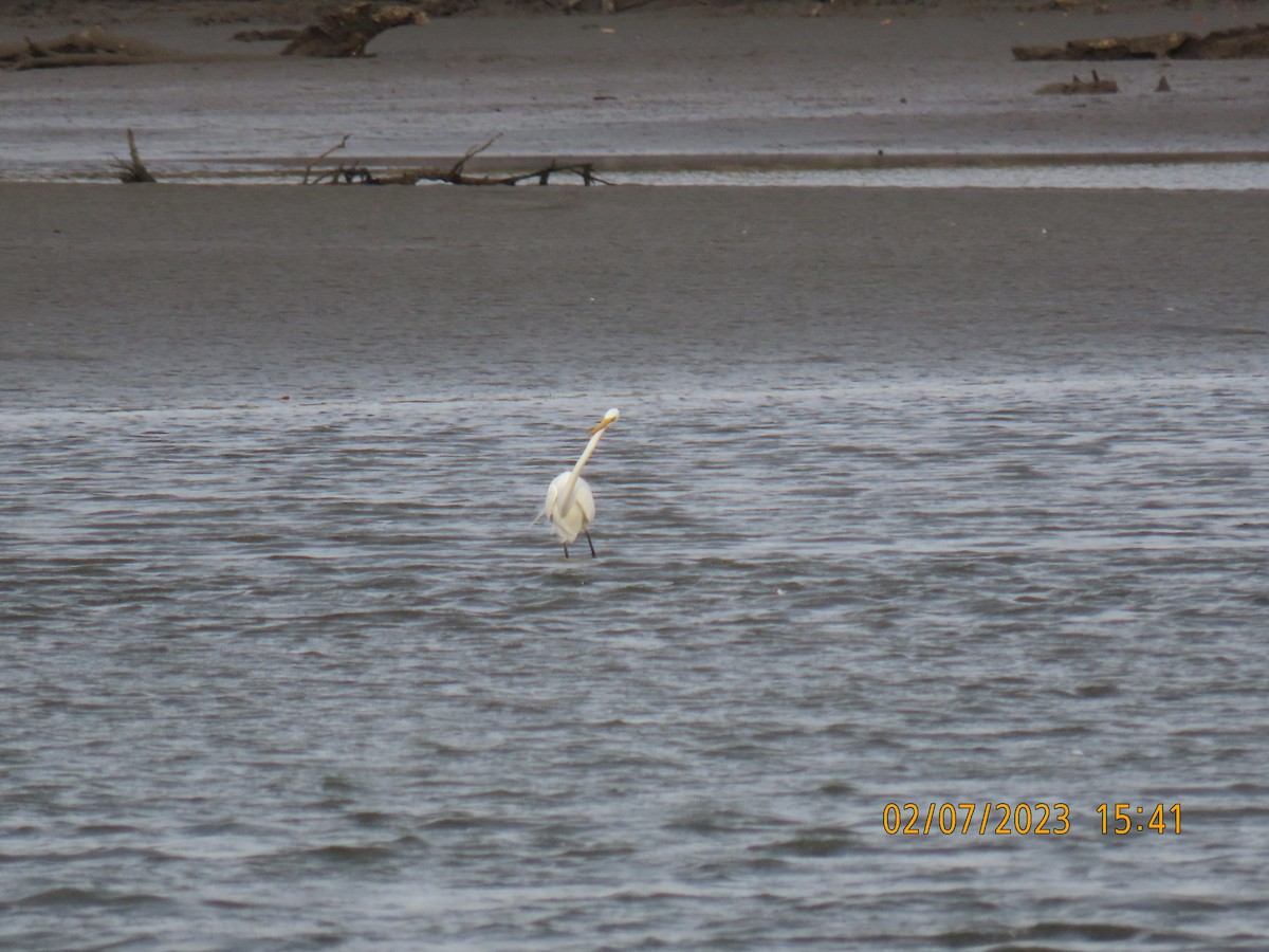 Great Crested Tern - ML591797191