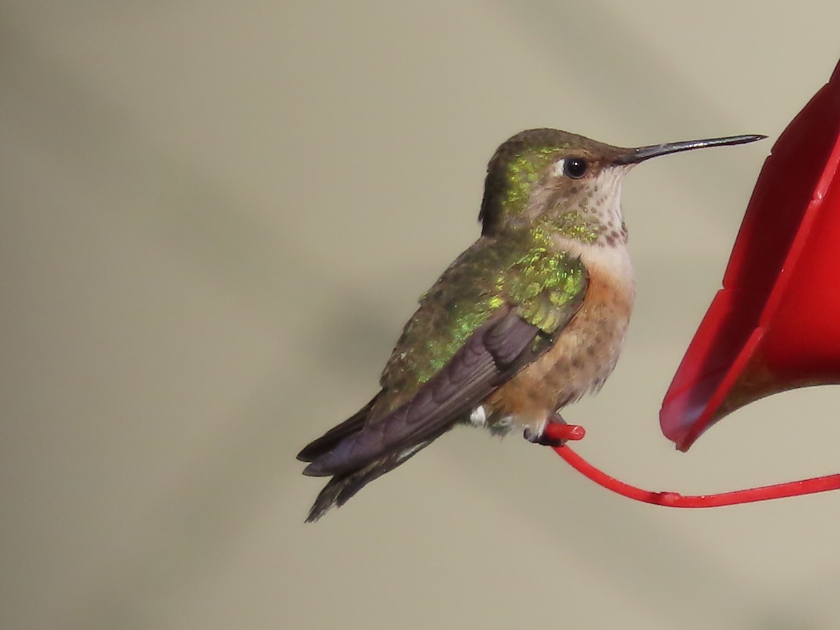 Rufous Hummingbird - ML591799831