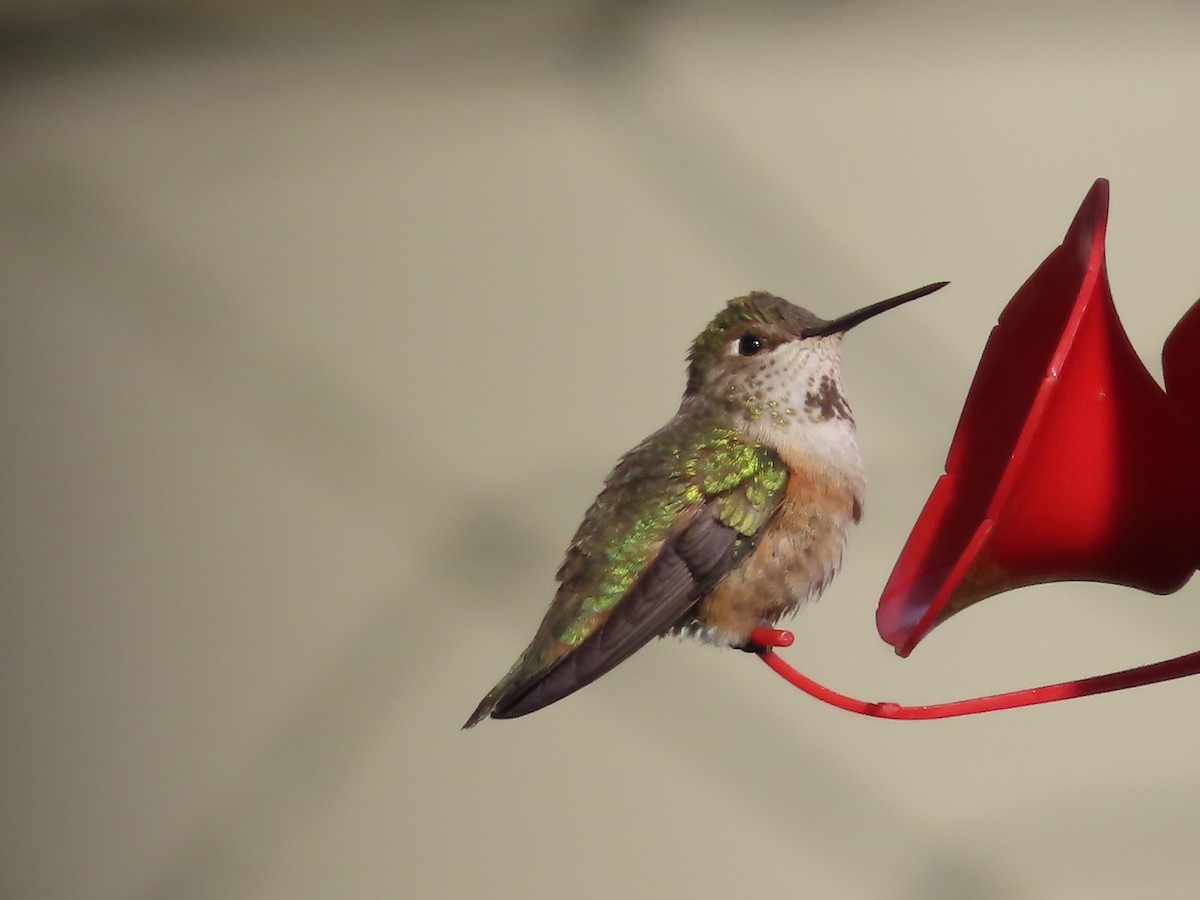 Rufous Hummingbird - ML591799871