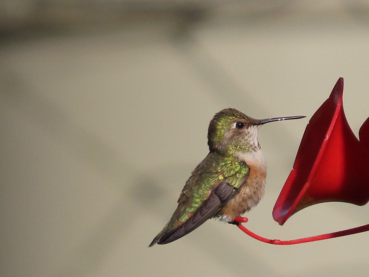 Rufous Hummingbird - ML591799891