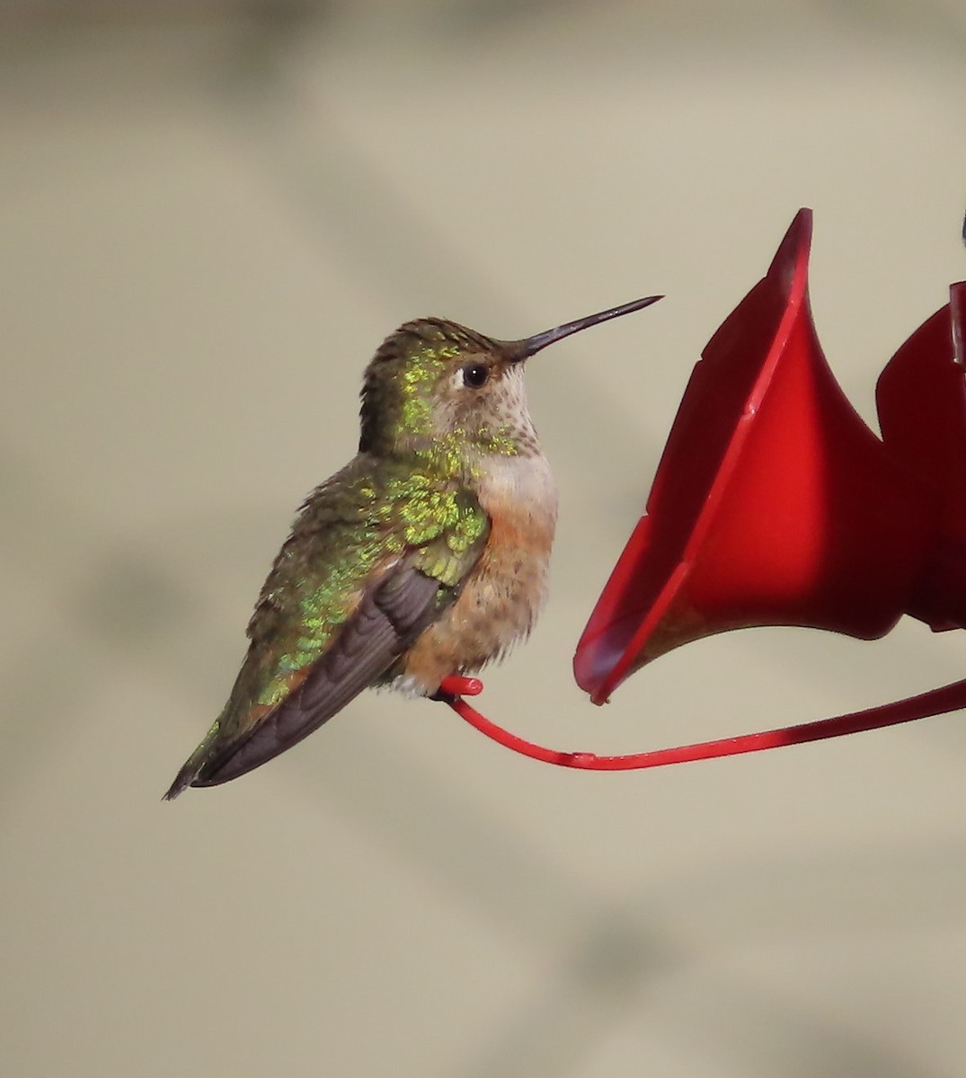Rufous Hummingbird - ML591799901