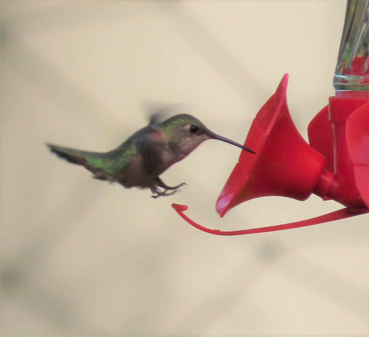 Rufous Hummingbird - ML591799921