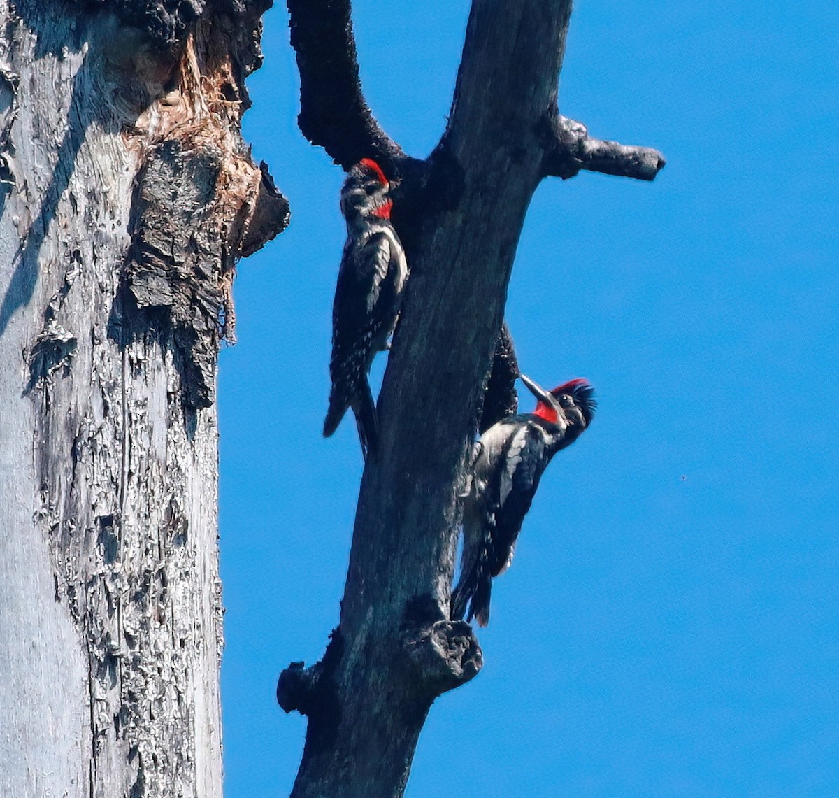 Red-naped Sapsucker - ML591799961