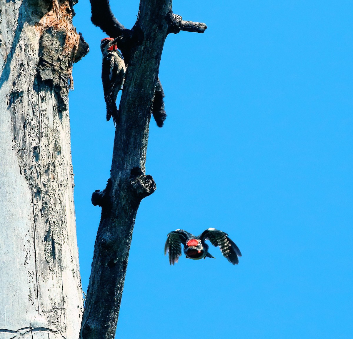 Red-naped Sapsucker - ML591799971