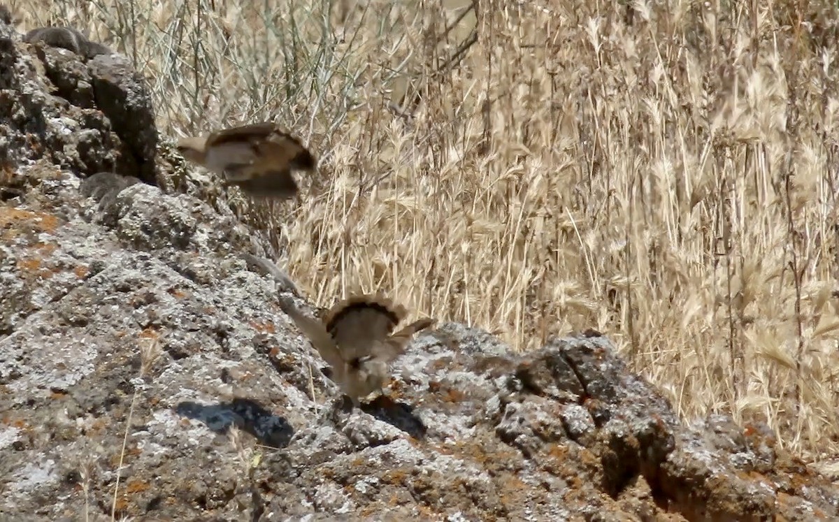 Rock Wren - Petra Clayton