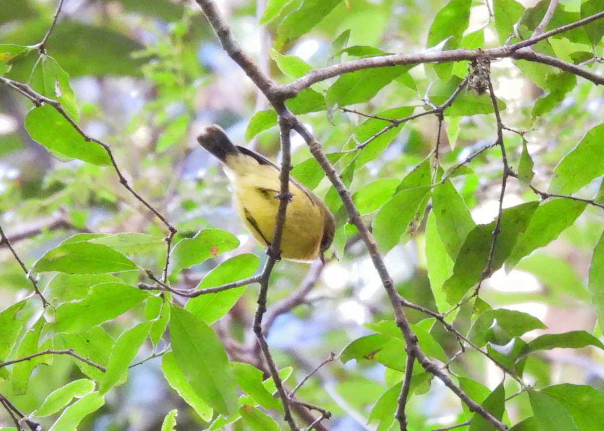 Yellow Thornbill - ML591801491