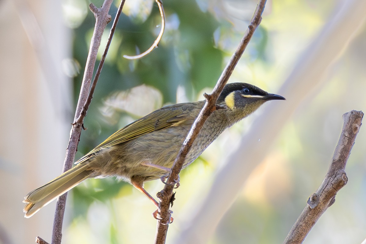 Lewin's Honeyeater - ML591802421