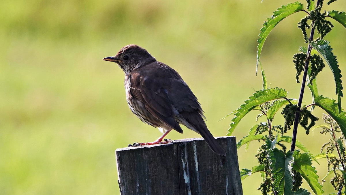 Song Thrush - ML591803381