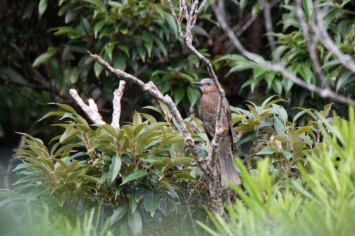 Brown-eared Bulbul - ML591803611