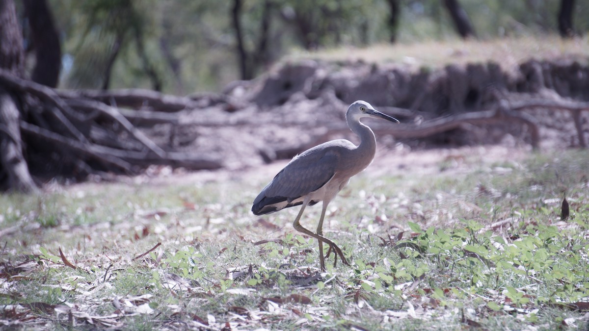 White-faced Heron - ML591803841
