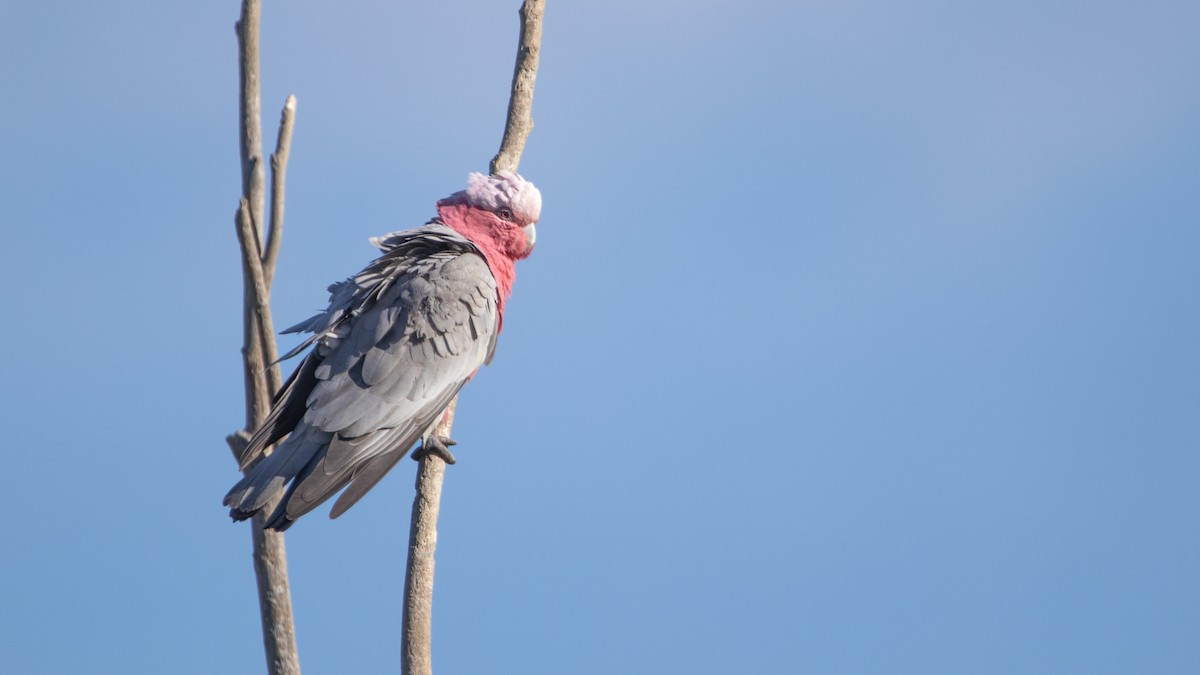 kakadu růžový - ML591805401