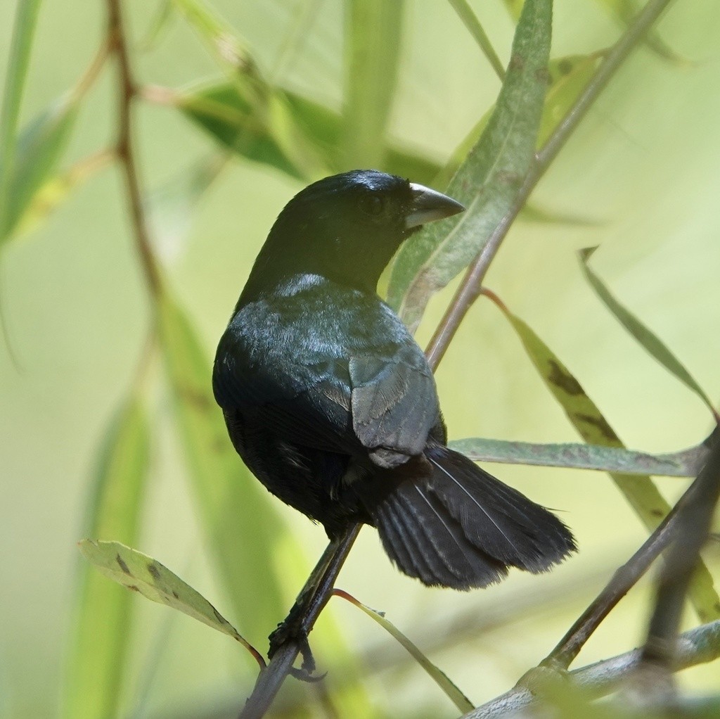 Blue-black Grassquit - ML591805681