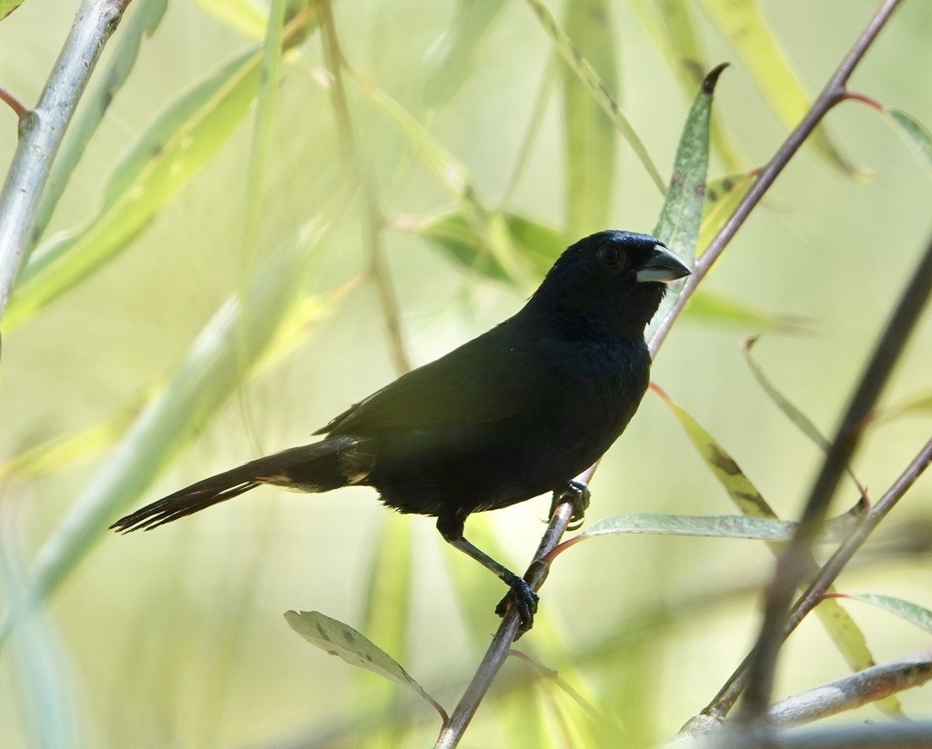 Blue-black Grassquit - ML591805701