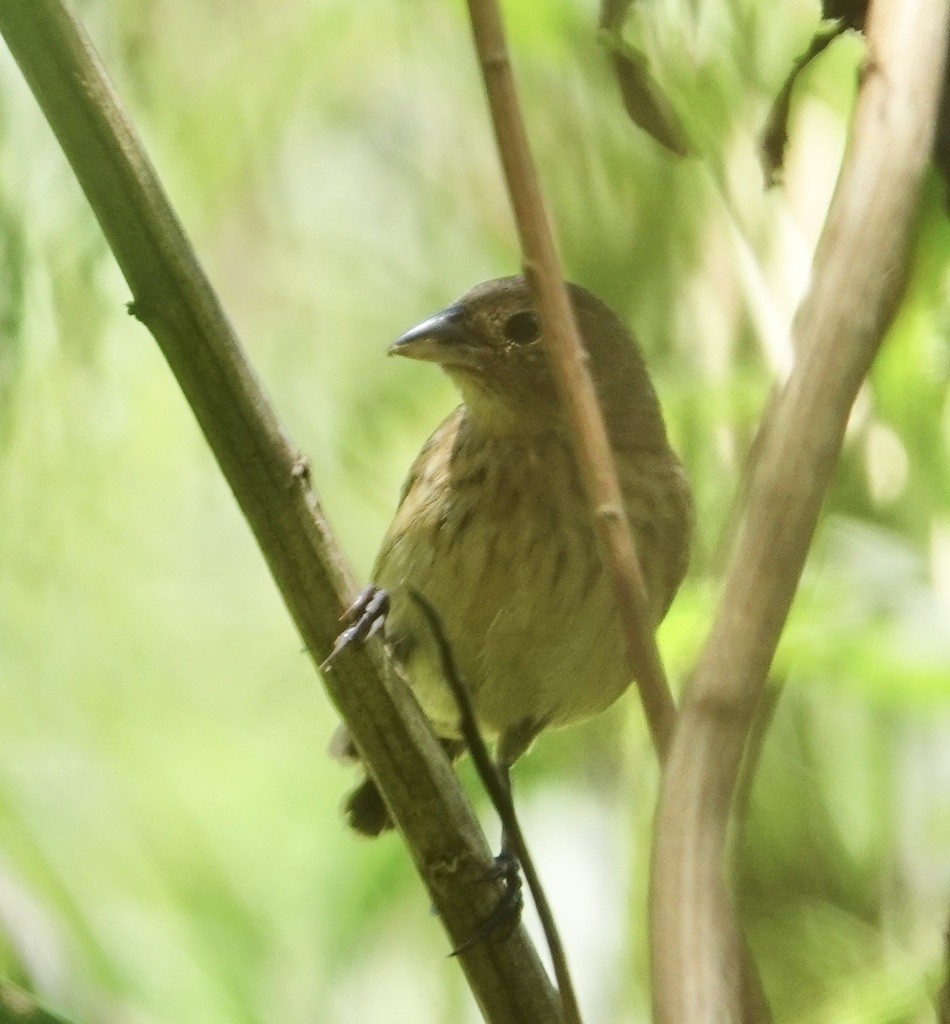 Blue-black Grassquit - ML591805731