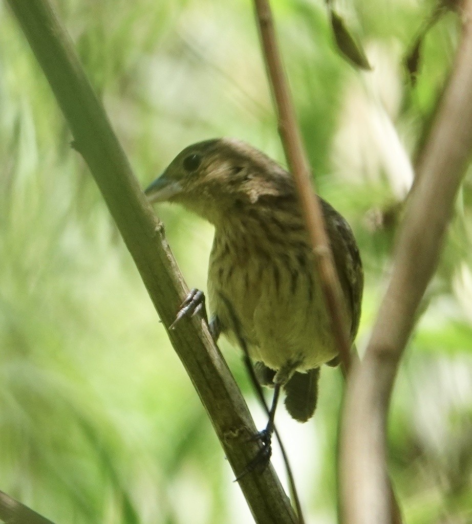 Blue-black Grassquit - ML591805751