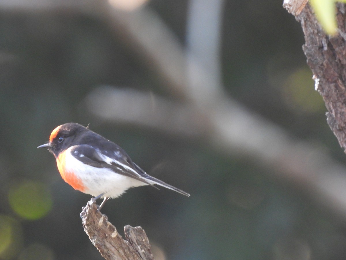 Red-capped Robin - ML591805771