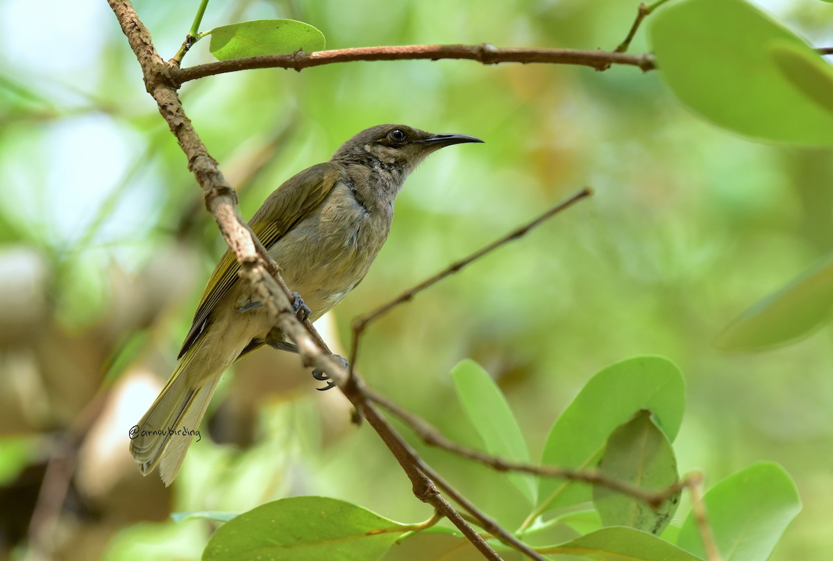 Brown Honeyeater - ML591806381