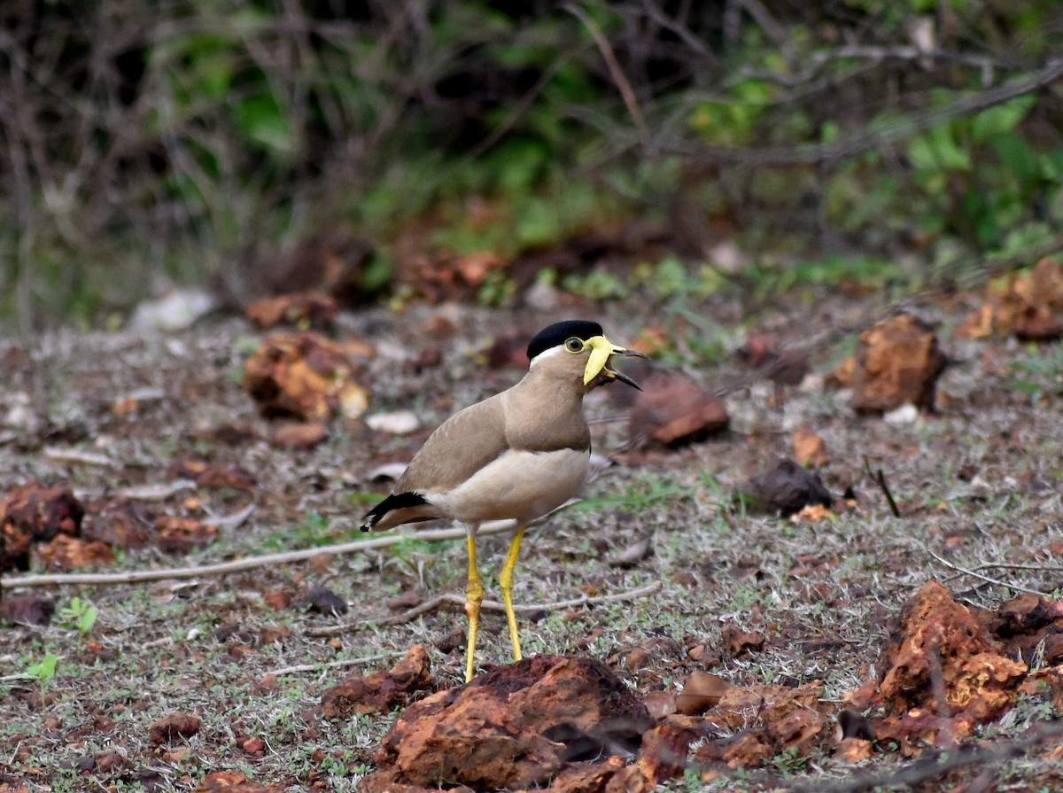 Yellow-wattled Lapwing - ML591807711