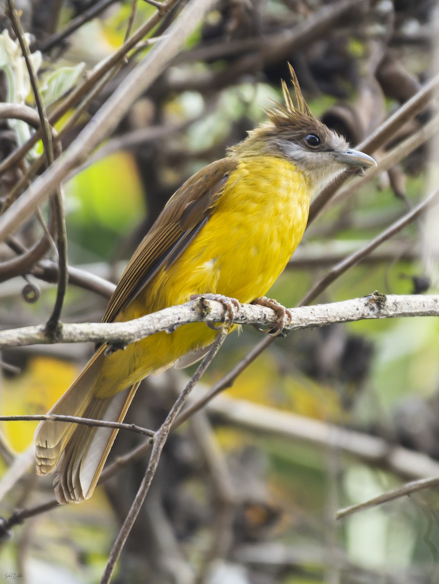 White-throated Bulbul - Sahil 🐧