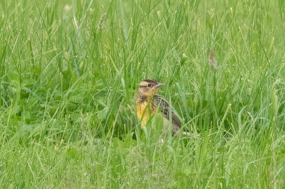 Eastern Meadowlark - ML591810501