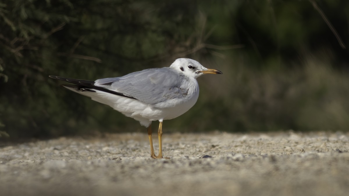 Black-headed Gull - ML591810531