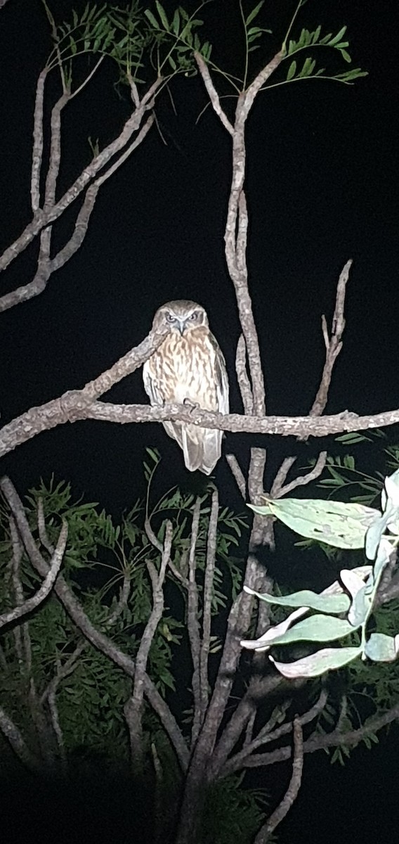 Australian Boobook - ML591810541