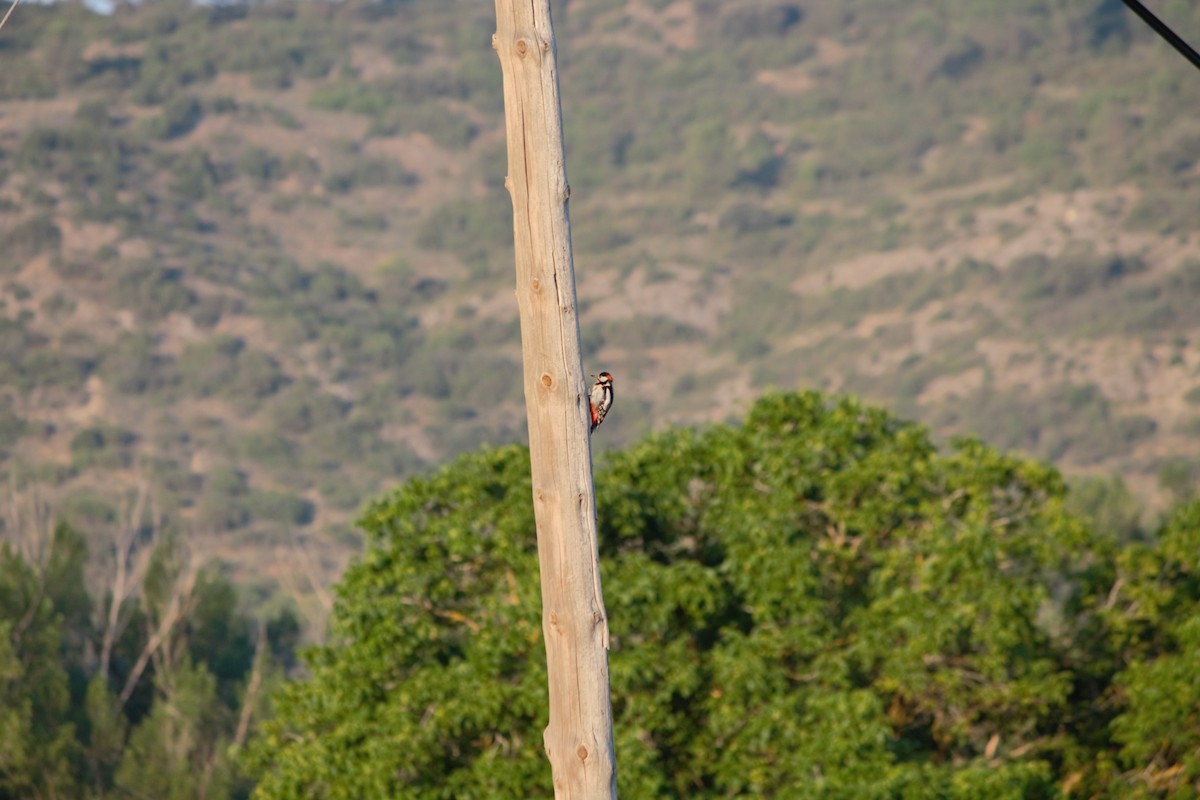 Great Spotted Woodpecker - ML591810621