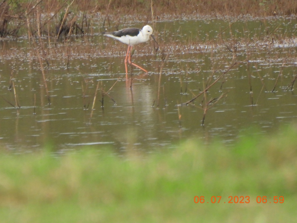 Black-winged Stilt - ML591812221