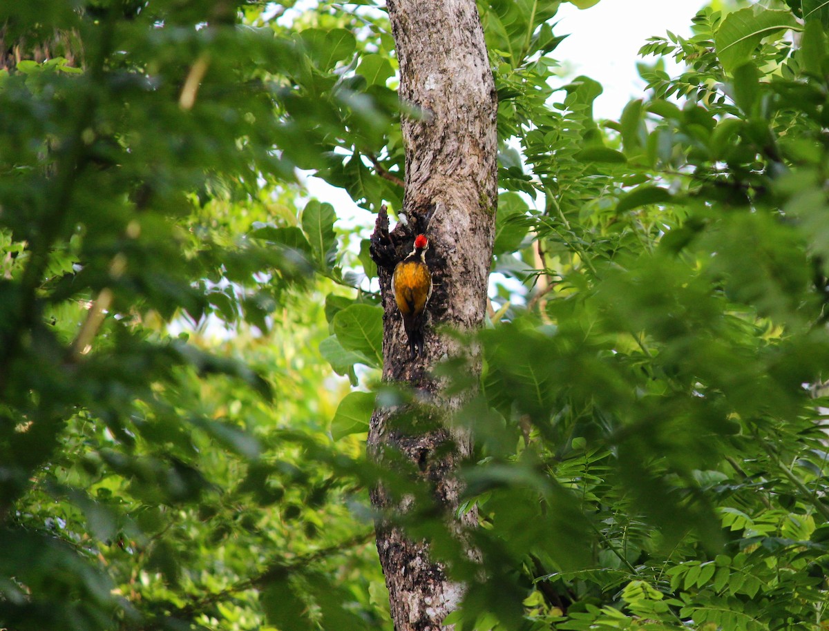 Greater/Common Flameback - ML591812261