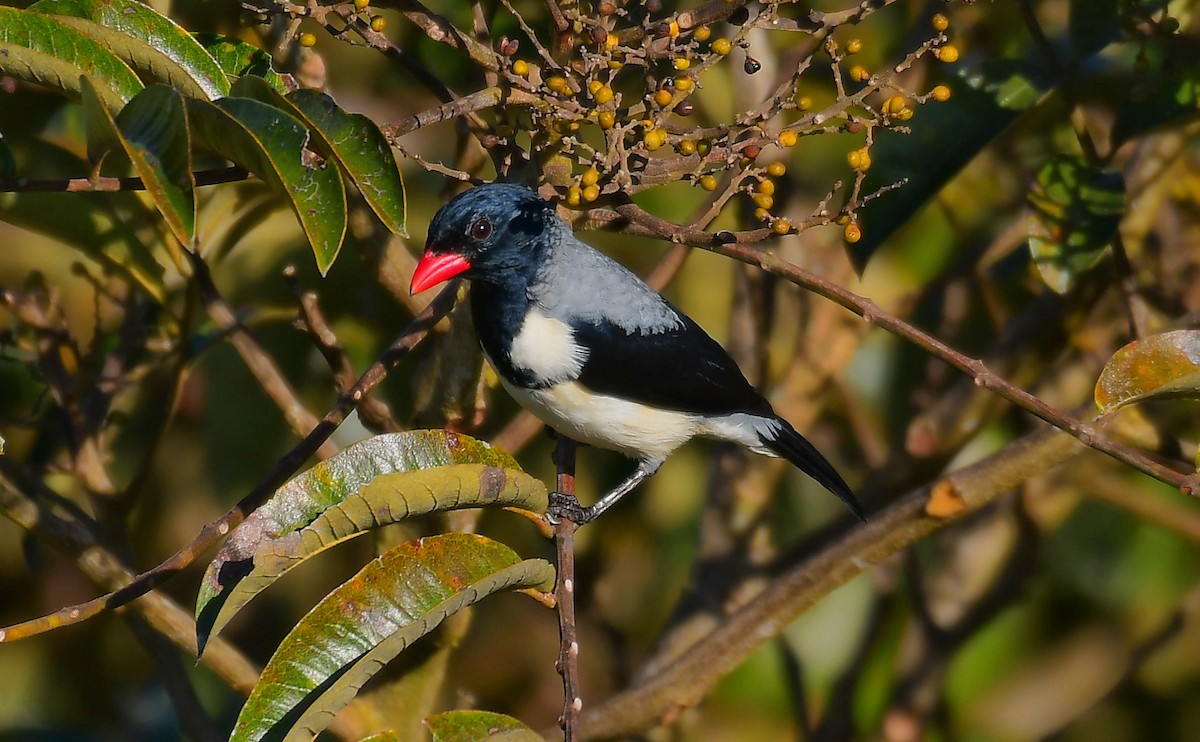 Red-billed Pied Tanager - ML591812271