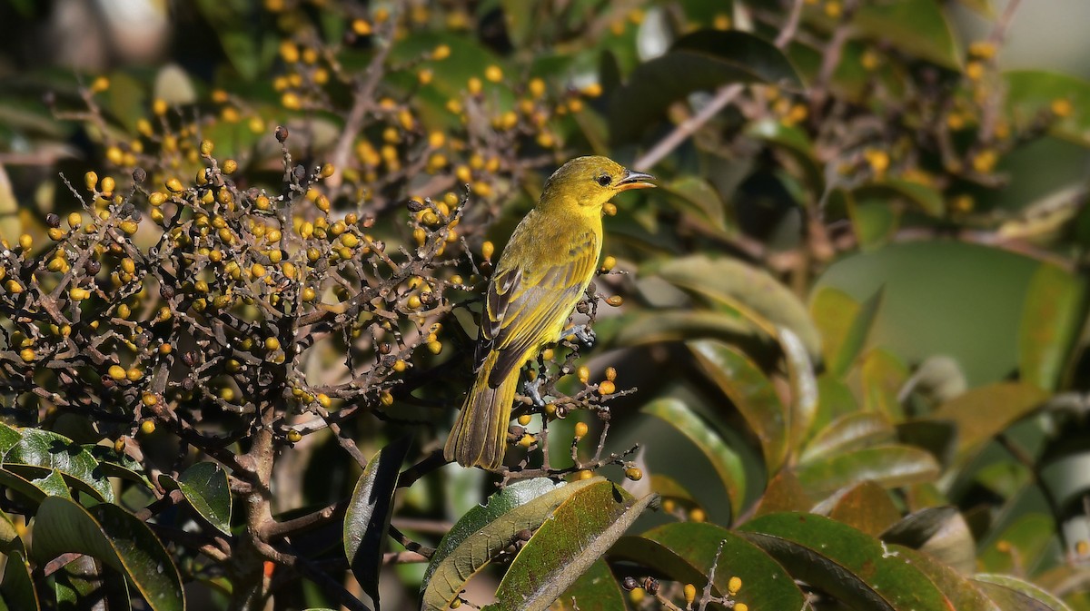 Yellow-backed Tanager - ML591812361