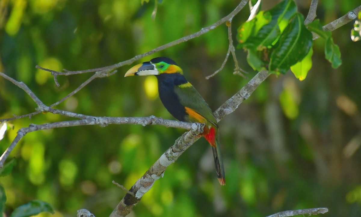 Gould's Toucanet - ML591812831