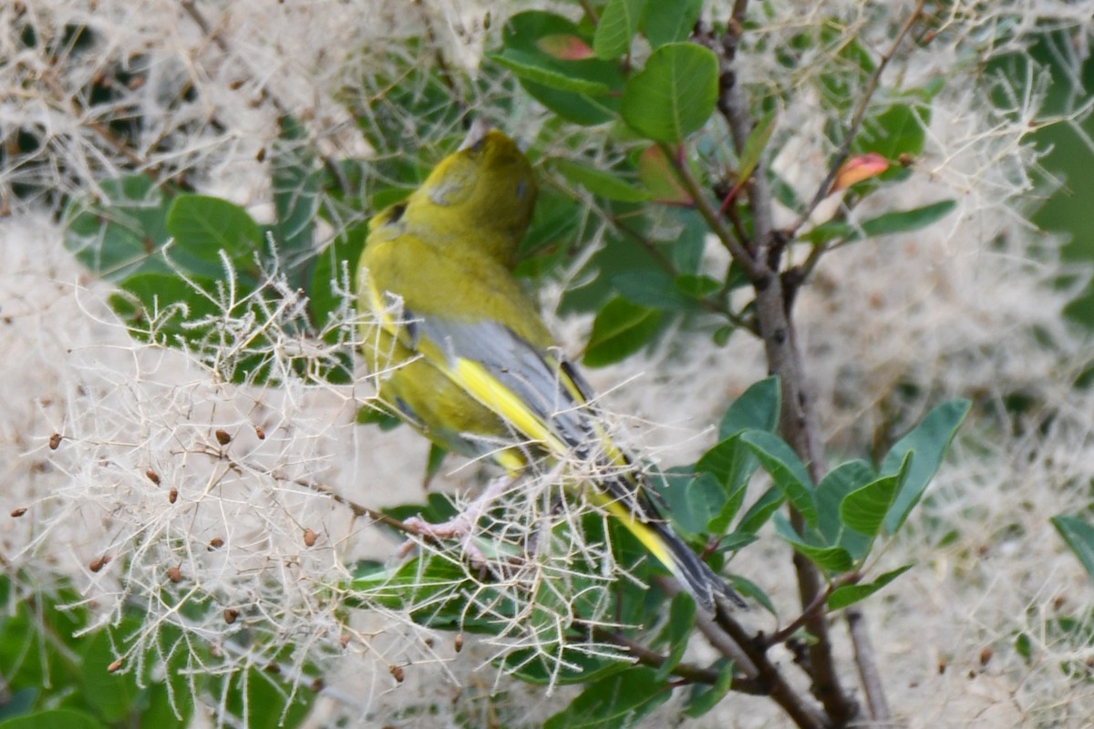 European Greenfinch - ML591813101