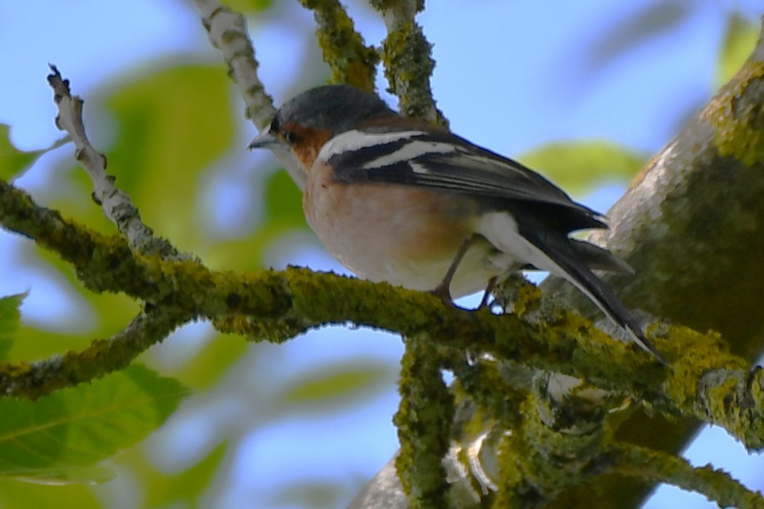 Common Chaffinch - ML591813301