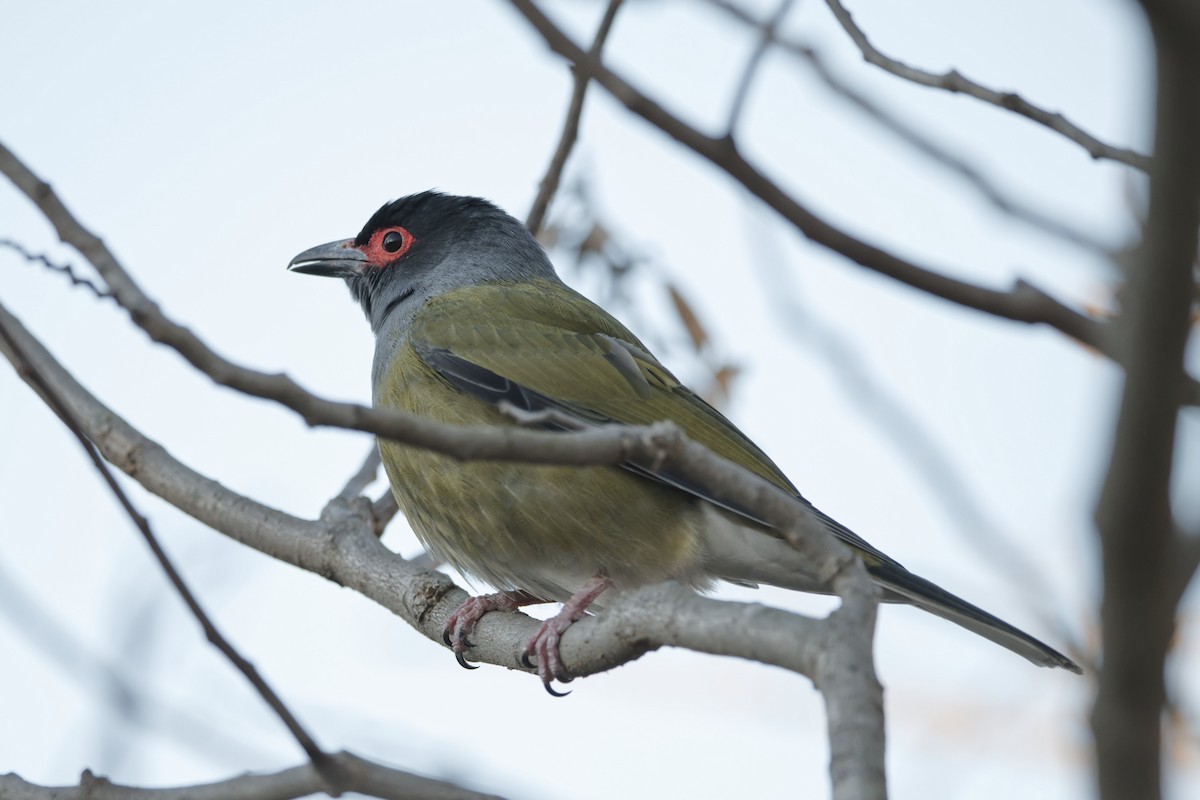 Australasian Figbird - ML591813881