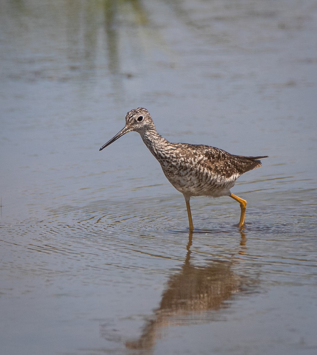 Greater Yellowlegs - ML591813961