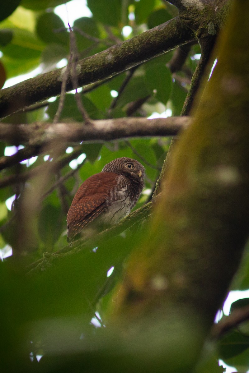 Chestnut-backed Owlet - Morten Lisse