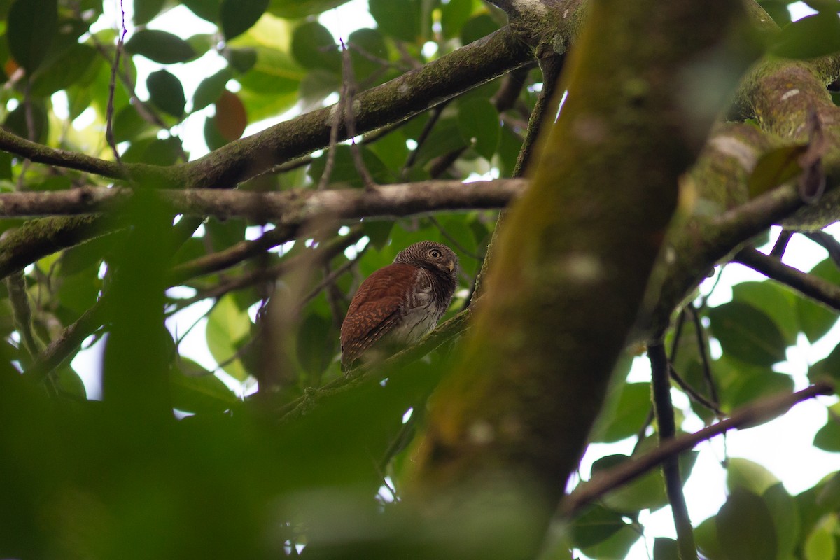 Chestnut-backed Owlet - Morten Lisse