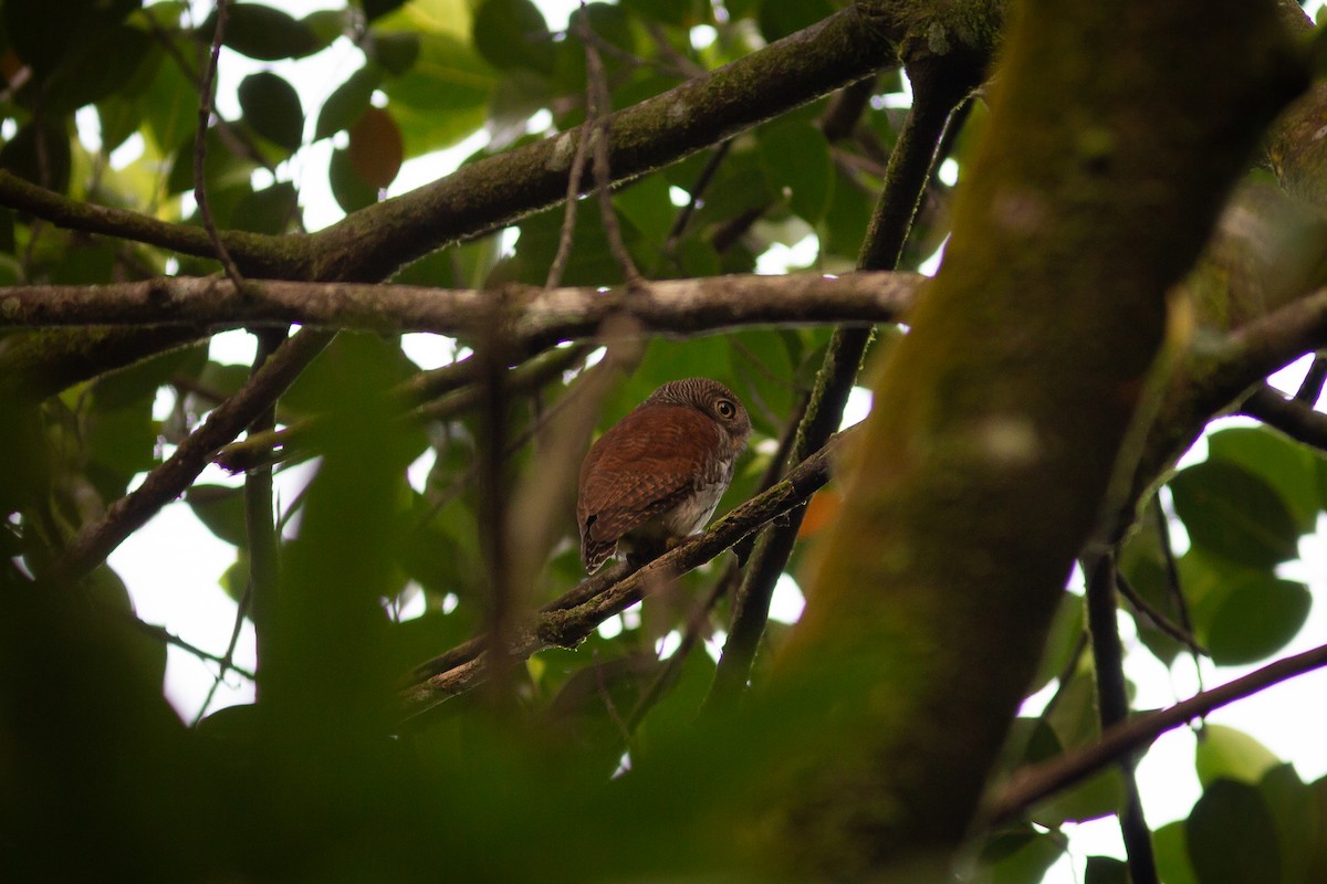 Chestnut-backed Owlet - Morten Lisse