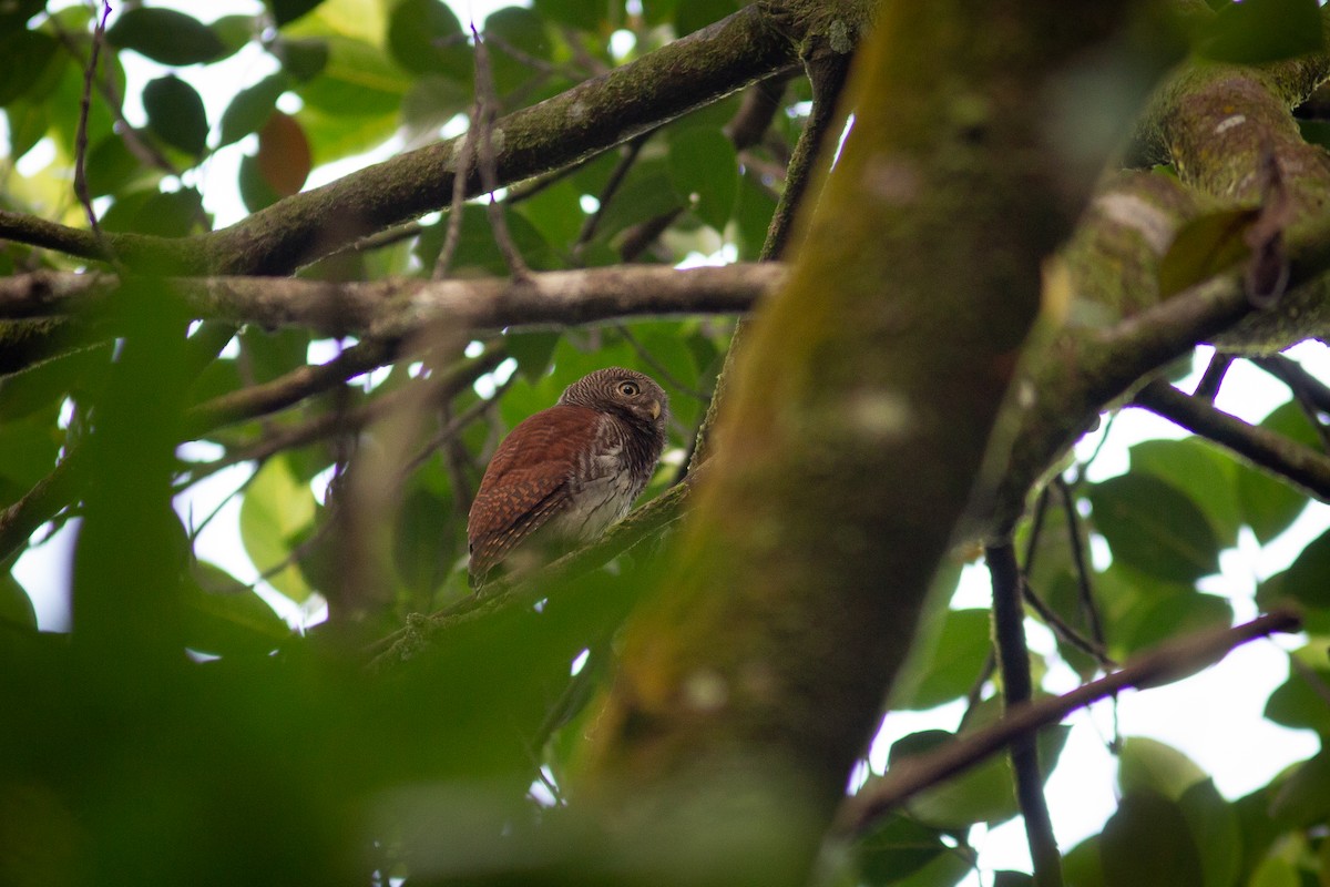 Chestnut-backed Owlet - Morten Lisse