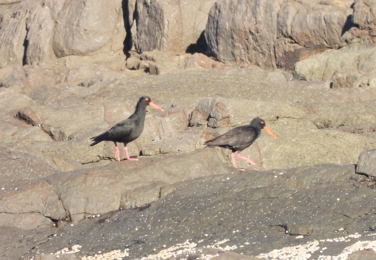 Sooty Oystercatcher - Adrian Walsh