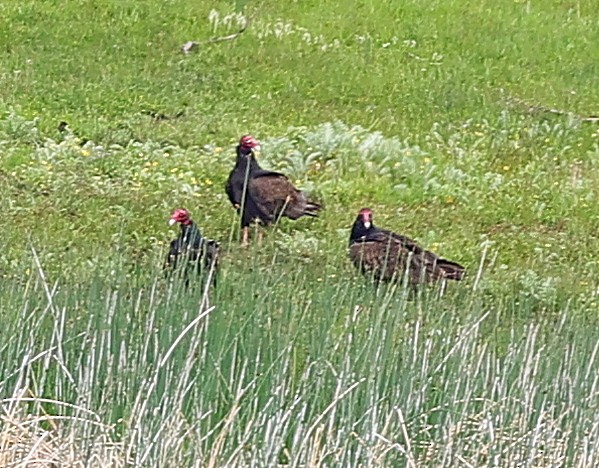 Turkey Vulture - ML591816621